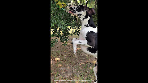 How To Exercise Your Bouncing Great Dane