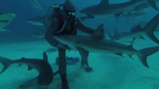 Shark charmer shows his hypnosis technique