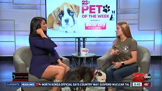 Pet of the Week: Porter two-year-old boxer mix