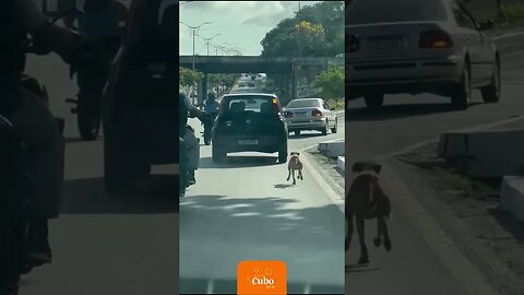 Cachorro é abandonado em avenida de São Luís