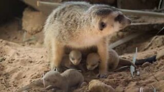 Disse nyfødte surikater er så nuttede