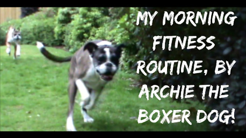 Fun morning workout routine: boxer dog-style!