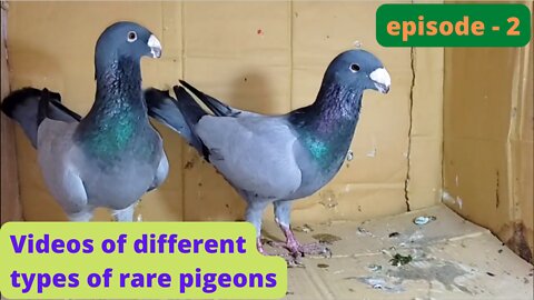 Videos of different types of rare pigeons, episode - 2