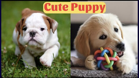 Cute Puppy - Funny and Cute Dog Videos Compilation 2023