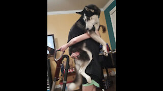 Husky Afraid of Vacuum Stays In Owner's Arms