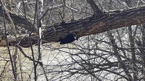 Pileated Wood Pecker is back 11