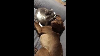 Cat gives dog loving tongue bath