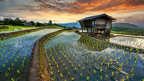 Rice Harvest in Thailand!