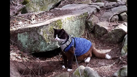 CAN YOU GO HIKING WITH YOUR CAT?