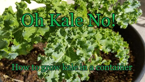 How to Grow Kale in a container