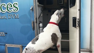 Dogs love visiting mobile vet office