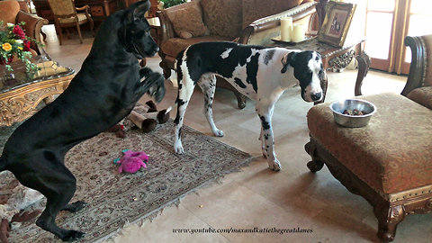 Messy Talkative Great Danes Love To Play While Eating