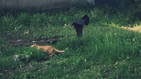 Crows chase cat away from fallen chick