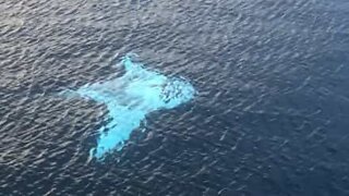 Drone films giant manta ray in Indonesia