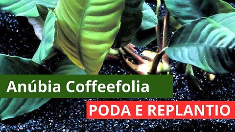 🔥 Anubia Barteri Coffeefolia - Como Fixar / Plantar, Podar e Replantar [CORTES]