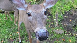 Mother Deer with Fawn and Older Deer