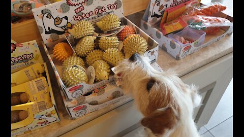 Jack Russell tries to claim all the toys in the pet store