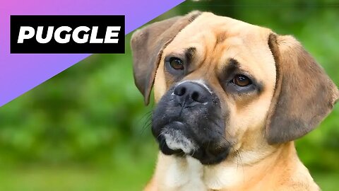 Puggle 🐶 The Pug + Beagle Crossbred