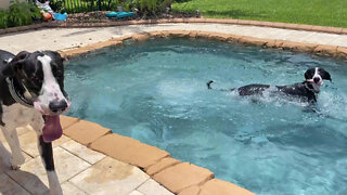 Great Dane shows off swimming skills to doggy friends