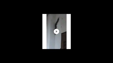 scary giant centipede stuck to the wall