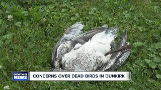 Dead birds in Dunkirk