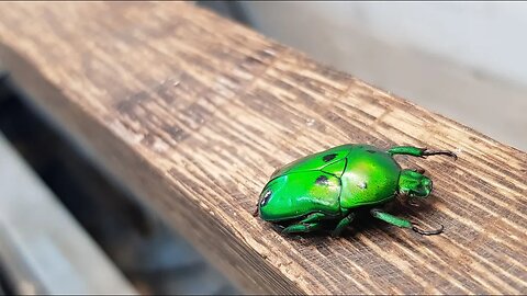 Woodturning - The Scarab and the Snake