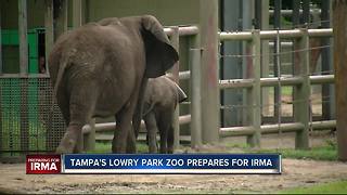 Final Hurricane preparations underway at Tampa’s Lowry Park Zoo