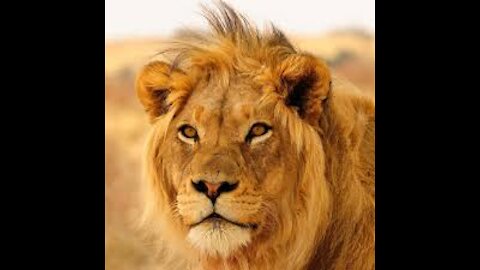 Facts about African lion