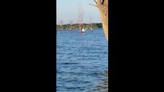 Heron takes flight through the trees in the lake