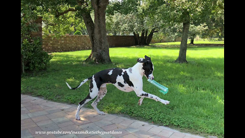 Great Dane works on his newspaper delivery skills