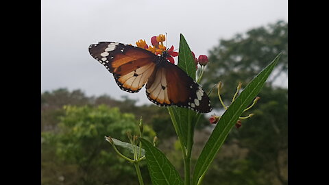 Beautiful butterfly accidentally met in the park! Wow!