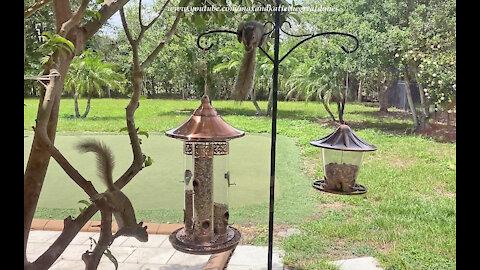 Two Flying Squirrels Have Fun At The Feeder While Great Dane Naps