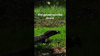 Giant Monitor Lizard eating a huge fish in 1 bite