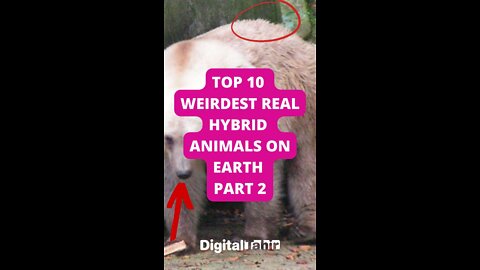 Top 10 Weirdest Real Hybrid Animals on Earth Part 2