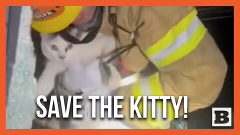 Kitty Rescue! Cat Saved by Firefighter After Two-Vehicle Wreck