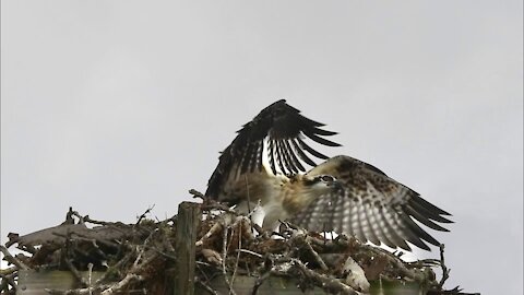 A 7 Week Old Osprey’s Attempt to Fly