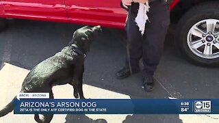 Gilbert's arson dog Zeta helping solve investigations