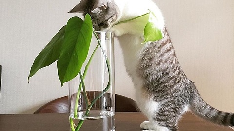 cat play a prank on the flower vase