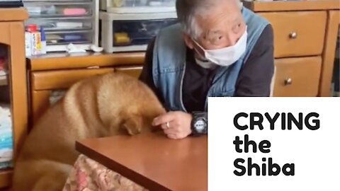 Shiba Came Home From A Hospital and Cried With An Injection With His Grandfather