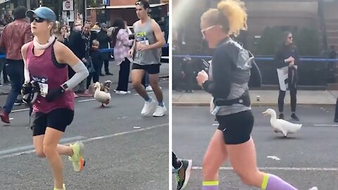 Athletic duck seen participating in marathon run