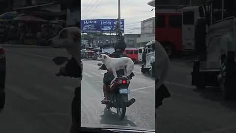 Dog Balancing while Riding a Motorcycle #philippines #dogs #aww