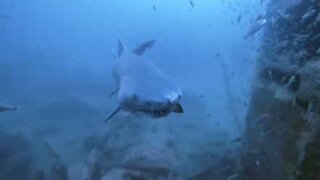 Sub incontra uno squalo gigante