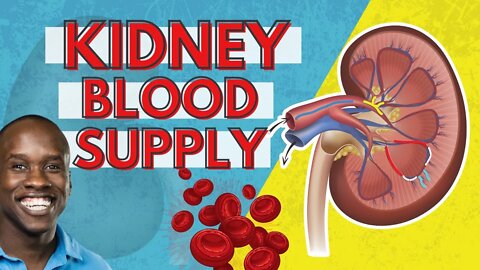Kidney Blood Supply - Blood Flow to, Through, and Away from Kidneys
