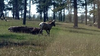 Bighorn sheep