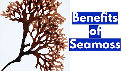 Pt.1- USES/BENEFITS OF SEAMOSS (CHONDRUS CRISPUS) - HIGHLY NUTRITIVE#drsebiapproved #seamoss