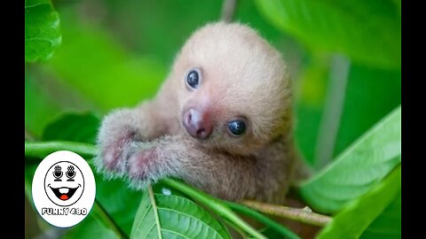 Baby Sloths Being Sloths FUNNIEST Compilation