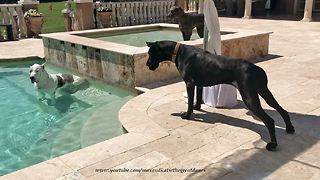 Great Dane Shows New Sister Dog How to Dip and Sip and Lunch with Friends