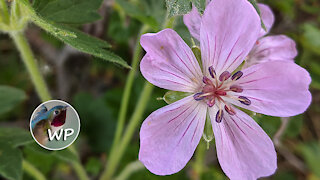 Beautiful Widlflowers - Colorado Mountain Home Backyard