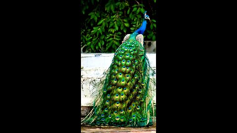 How beautiful is the indian peacock 🦚🦚