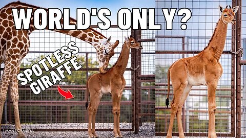 Extremely Rare Spotless Giraffe in Tennessee at Brights Zoo | Full Tour